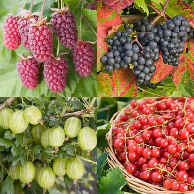 Pomona Fruits